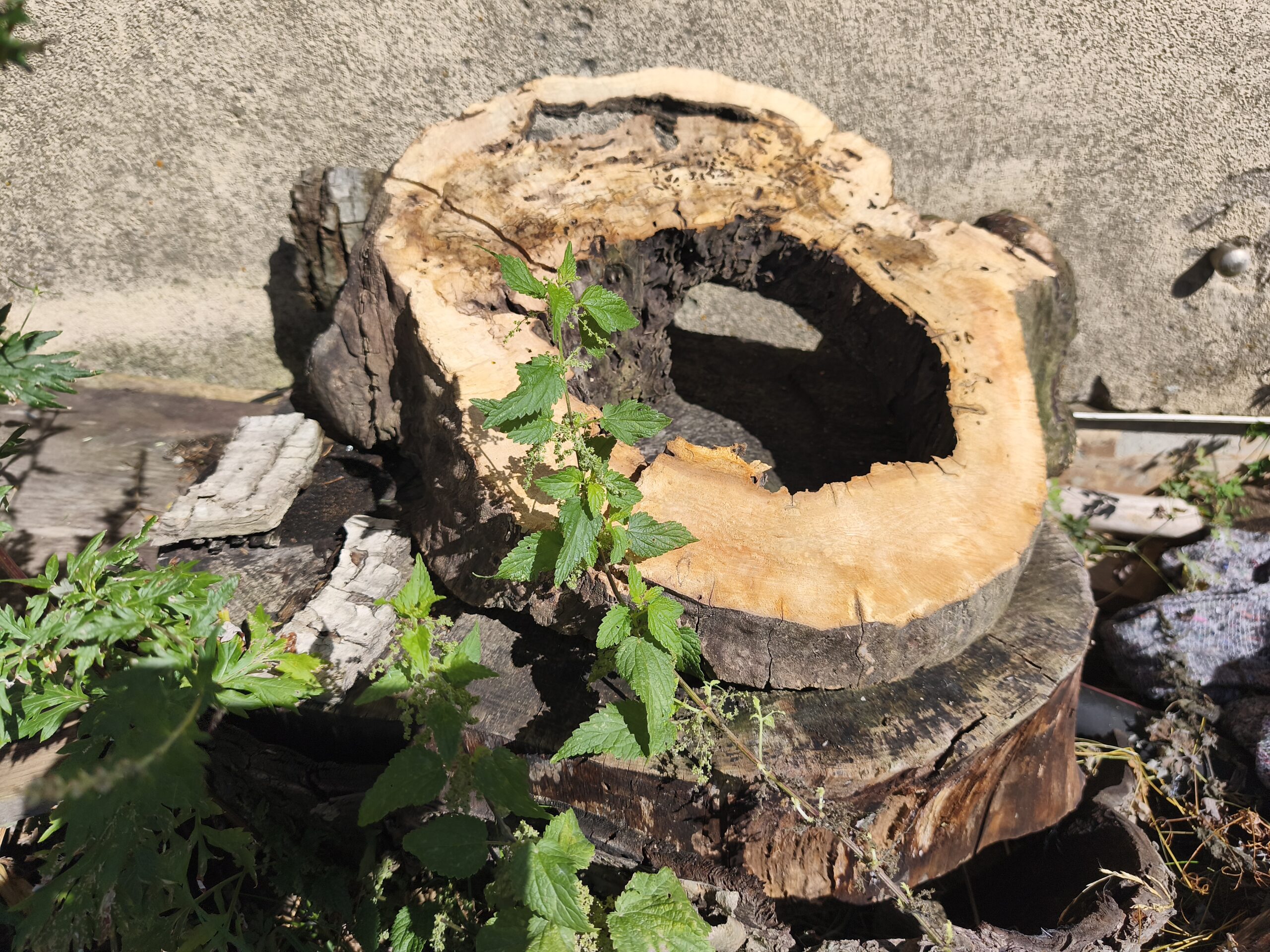 Althölzer und Treibholz vor der Verarbeitung